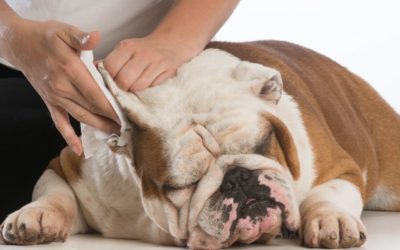 How to Clean Your Pet’s Ears: A Step-By-Step Guide