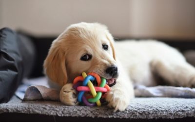 Can My Pet Have That? Safe and Unsafe Chew Toys